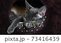 Portrait of a resting gray cat with yellow eyes in his bed 73416439