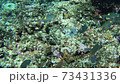 アカヒメジとノコギリダイの群れ 73431336