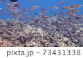 アカヒメジとノコギリダイの群れ 73431338
