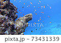 青い海をバックに泳ぐアカネハナゴイの群れ 73431339