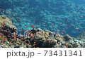 青い海をバックに泳ぐアカネハナゴイの群れ 73431341