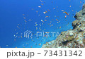 青い海をバックに泳ぐアカネハナゴイの群れ 73431342