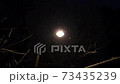 Shining streetlights and trees on a snowy evening 73435239