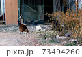 Chicken eating feed in the yard 73494260