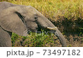 Safari elephant drinks water with its trunk 73497182