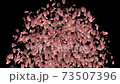 櫻桃樹 73507396