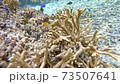 Underwater scuba diving 73507641