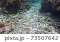 Underwater scuba diving 73507642
