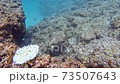 Underwater scuba diving 73507643