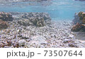 Underwater scuba diving 73507644