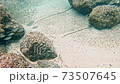 Underwater scuba diving 73507645