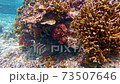 Underwater scuba diving 73507646