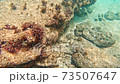 Underwater scuba diving 73507647
