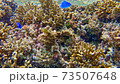 Underwater scuba diving 73507648