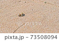 Hermit crab to move 73508094