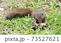 Little cute squirrel enjoy eating delicious grill potato on grass floor. Wild forest animal. 73527621