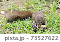 Little cute squirrel enjoy eating delicious grill potato on grass floor. Wild forest animal. 73527622