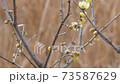 Bulbul eating wax plum blossoms 73587629