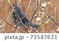 Bulbul eating wax plum blossoms 73587631