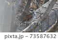 Standing thrush 73587632