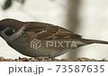 Sparrow eating food (Phan) 73587635