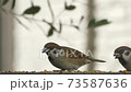 Sparrows crazy about eating food 73587636