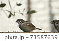 Sparrows crazy about eating food 73587639