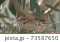 Sparrow eating food 73587650