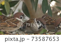 A lot of sparrow meals (bread) 73587653