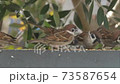 A lot of gathering and a dense sparrow meal 73587654