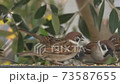 A lot of gathering and a dense sparrow meal 73587655