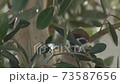 Sparrow hiding in an olive tree 73587656