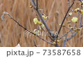 Bulbul eating wax plum blossoms 73587658