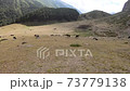 Horses graze in a beautiful meadow against the backdrop of mountains an stones 73779138