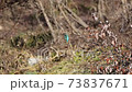 翠鳥 73837671