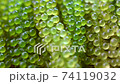 close up fresh sea grape 74119032