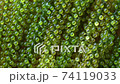 close up fresh sea grape 74119033