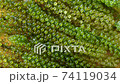 close up fresh sea grape 74119034