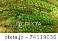 close up fresh sea grape 74119036