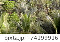 Aerial drone view tropical jungle with palm trees and rice fields 74199916