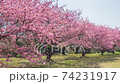 Sakura Fubuki: Petals with falling cherry blossoms 74231917