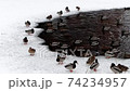 ducks and drakes on Smolenka river in winter in St. Petersburg, various angles Size: 3840x2160 Frame rate: 25 fps Color mode: natural 74234957