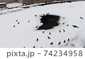ducks and crows wintering in St. Petersburg, various angles Size: 3840x2160 Frame rate: 25 fps Color mode: natural 74234958