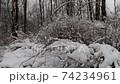 trees and bushes are covered with snow Size: 3840x2160 Frame rate: 25 fps Color mode: natural 74234961