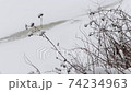 Thistle and wormwood in winter, various angles Size: 3840x2160 Frame rate: 25 fps Color mode: natural 74234963