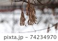 maple in winter, various angles Size: 3840x2160 Frame rate: 25 fps Color mode: natural 74234970
