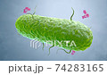 Antibodies attacking a bacterium 74283165