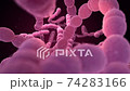 Streptococcus Pneumoniae Bacteria 74283166
