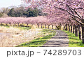 Sakura Fubuki: Petals with falling cherry blossoms 74289703