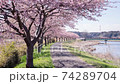 Sakura Fubuki: Petals with falling cherry blossoms 74289704